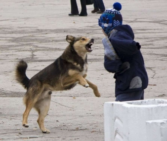 Биологи выяснили, какие бродячие собаки самые агрессивные фото