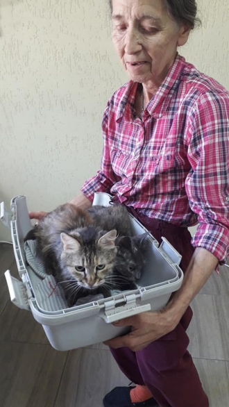 В Мелитополе стартовала стерилизация животных по социальным ценам  фото