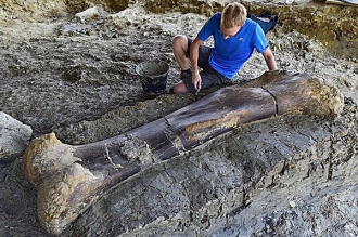 Во Франции нашли кости 30-метрового динозавра фото