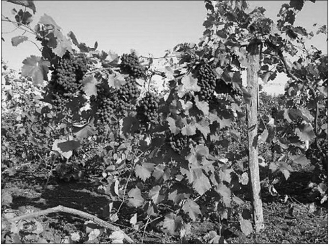 Как гениальный садовод в Мелитополе виноград выращивал фото