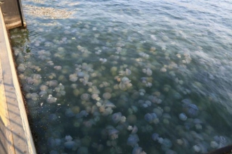 Азовское море кишит медузами: стали известны причины и последствия (ФОТО, ВИДЕО) фото