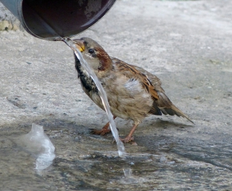 От жаркого лета в Кирилловке даже птицы «умирают» фото