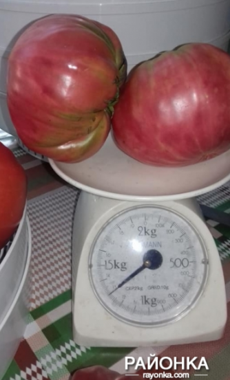 В Запорожской области выросли удивительные помидоры фото