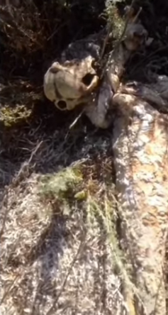 В Азовском море нашли странное существо с хвостом и человеческим черепом фото