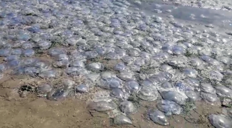 Мелитополец заснял нашествие медуз в Геническе фото