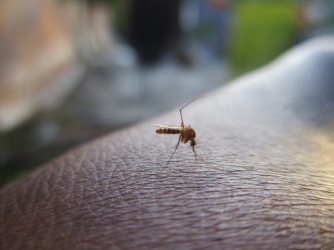 Убивает один укус: ученые обнаружили смертоносных комаров фото