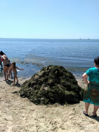 Пляжи курортного Бердянска снова покрыли зеленые водоросли фото