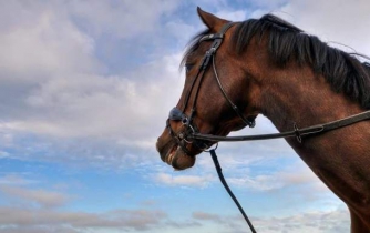 На Харьковщине нашли тело 14-летней девушки, привязанное к лошади фото