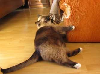 Что делать, чтобы кошка не портила мебель в квартире? фото