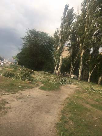 В Мелитополе тайно уничтожают деревья (ФОТО, ВИДЕО) фото