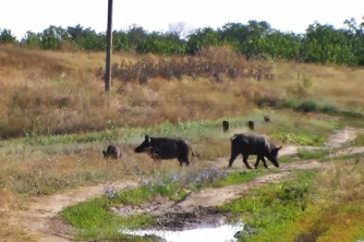 Нашествие диких кабанов на село Акимовского района фото