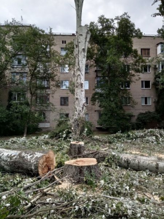 В Мелитополе на месте срубленных тополей обещают «сосновый бор» фото