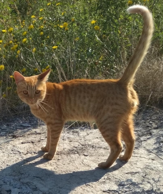 Кот для счастья: в Мелитополе рыжему солнышку ищут дом фото
