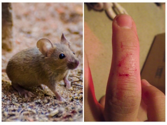 Что делать, если укусила мышь?