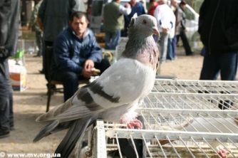 В Мелитополь слетятся интересные птицы  фото