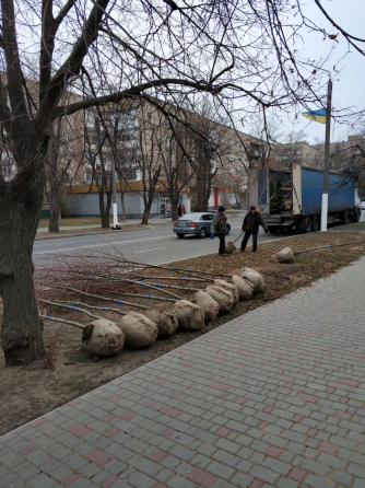 В Мелитополе высаживают восьмилетние саженцы фото