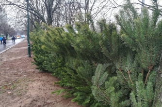 В Мелитополе стартует торговля елками на улицах фото