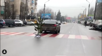 Мелитопольцы в центре города прокатили на санках новогоднюю елку фото