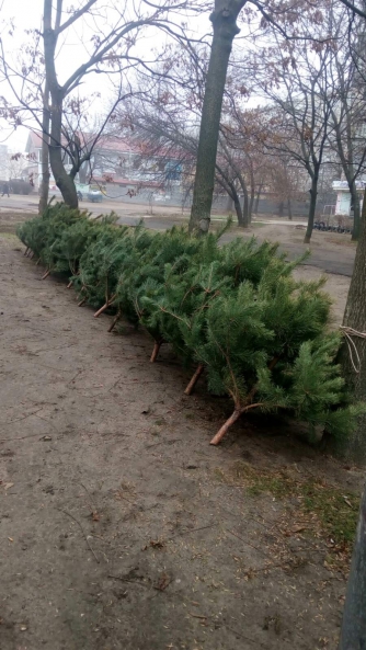 Торговцы елками получили первые штрафы фото