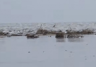 В Молочный лиман идет вода навстречу ветру  фото