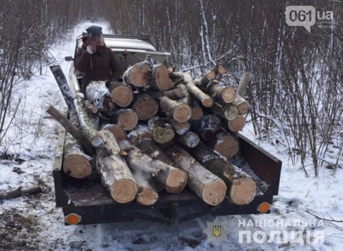 Житель Запорожской области решил обзавестись дровами и принялся уничтожать деревья в лесополосе фото