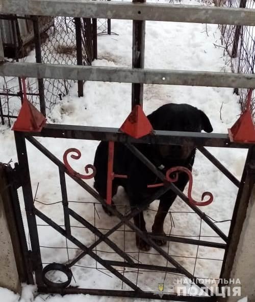 В Харьковской области ротвейлер загрыз мальчика фото