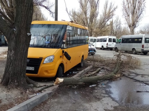 В Запорожье на маршрутку рухнуло дерево  фото