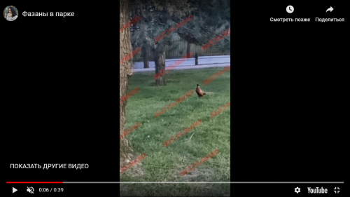 Видео дня: В Запорожье из-за карантина в парках начали селиться фазаны фото