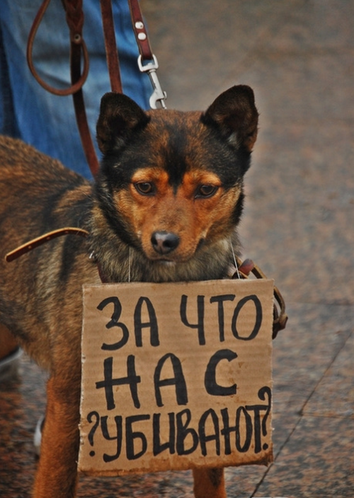 В Акимовке собак травили намеренно - результаты экспертизы фото