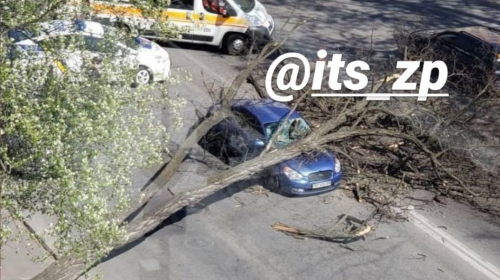 В центре Запорожья на автомобиль во время движения рухнуло дерево фото