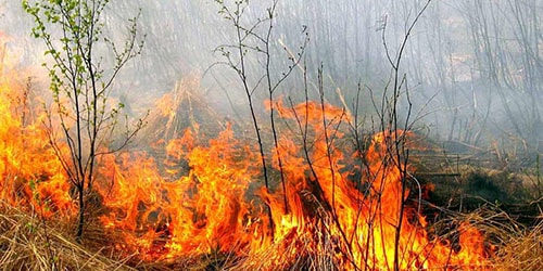 В Запорожье сохраниться высокая пожарная опасность фото