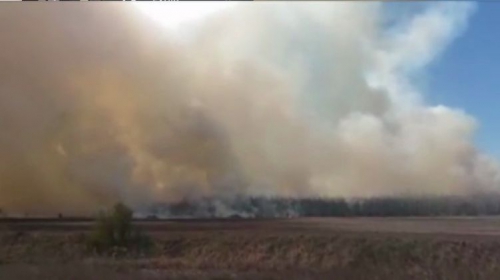 В 50 км от Киева начался масштабный лесной пожар фото