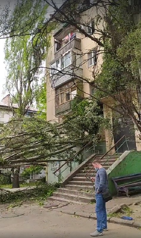 В Запорожье тополь рухнул на автомобиль и разбил окна в доме  фото