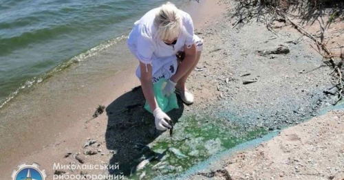 Гибнет рыба, невозможно дышать: под Николаевом произошла экокатастрофа фото