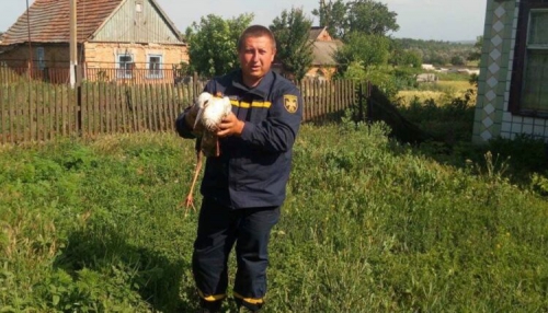 В селе под Запорожьем в пожаре сгорело гнездо аистов  фото