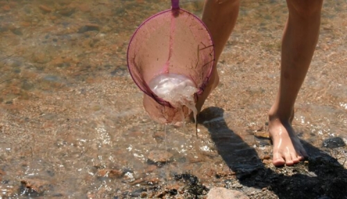 Стало известно, когда Азовское море возле Бердянска очистится от медуз  фото
