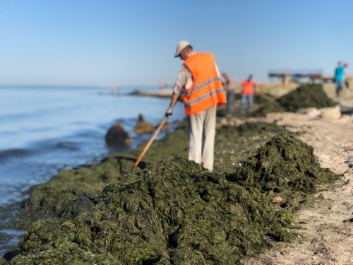 В Бердянске пляжи покрылись тонной водорослей фото