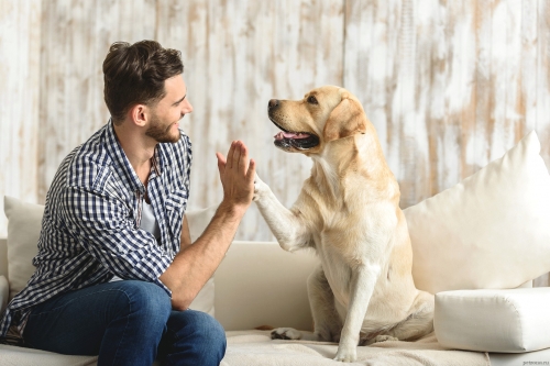 6 признаков того, что ваша собака вам доверяет фото
