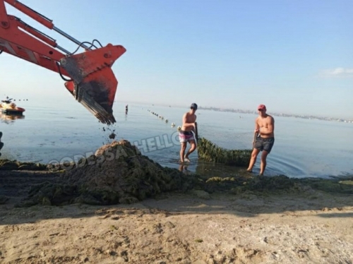 В Одессе водоросли заполонили море - их вывозят грузовиками фото