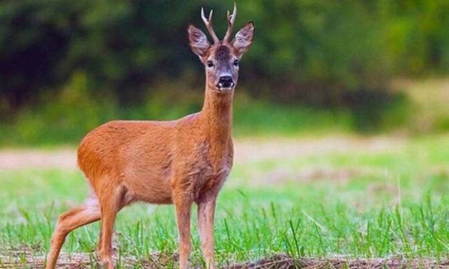 На запорожском курорте отдыхающие заметили стадо косуль  фото