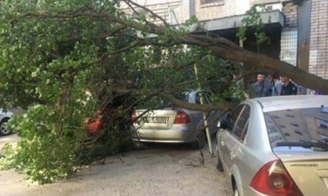 В Запорожье на машины рухнуло старое дерево  фото