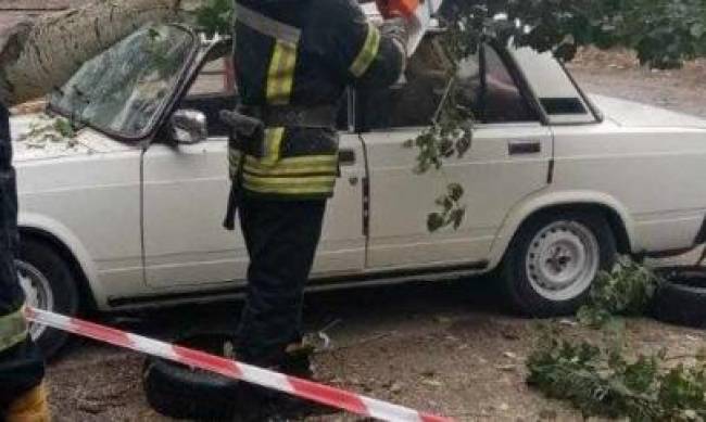 В Запорожской области из-за неблагоприятной погоды 6 деревьев упали на проезжую часть фото