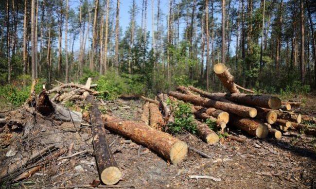 На Волыни лесники нанесли убытков государству на 17 млн гривен фото