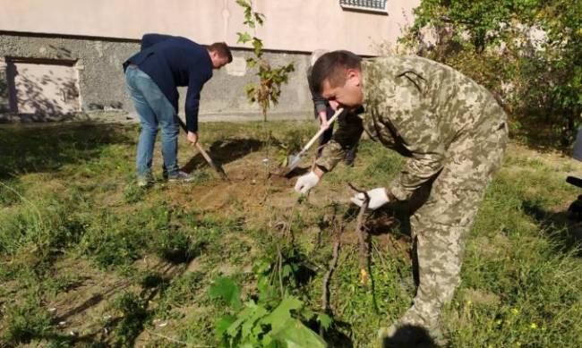 Во дворах многоэтажек массово высаживают деревья фото