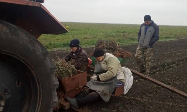 В Акимовском районе высадили молодые деревья и кустарники  фото