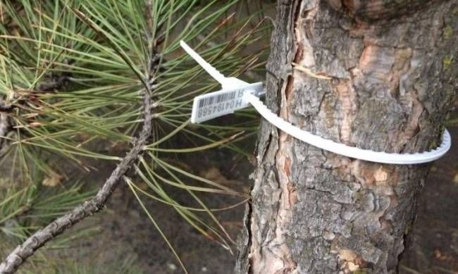 Мелитопольцам украденная елка обойдется дороже купленной фото