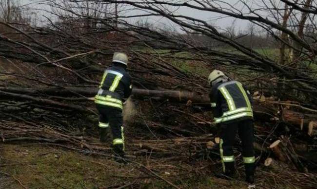 Под Запорожьем огромное дерево перегородило дорогу  фото