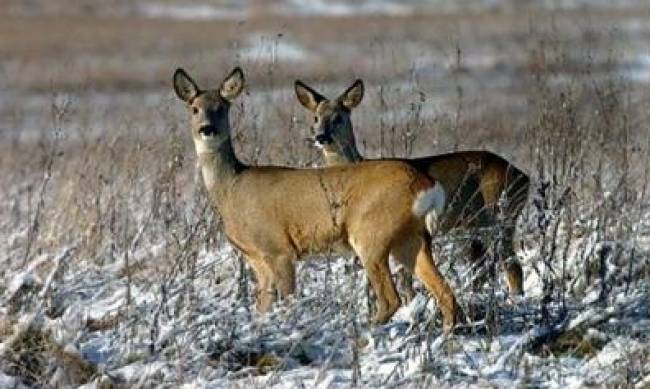 На Хортице заметили косуль  фото