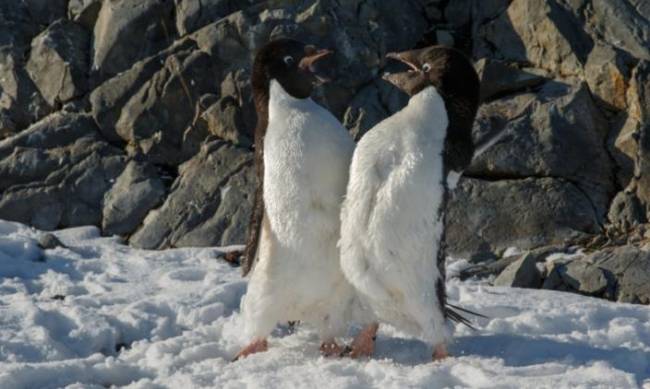 Украинские полярники в Антарктиде зафиксировали забавное поведение пингвинов: фото фото
