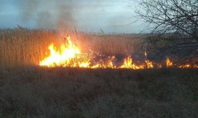 24 пожара: по Запорожской области горят экосистемы фото